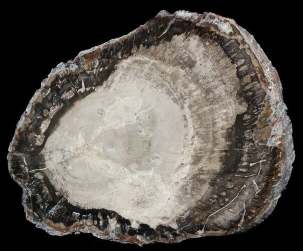 Petrified Wood (Araucaria) Slice - Madagascar #41400